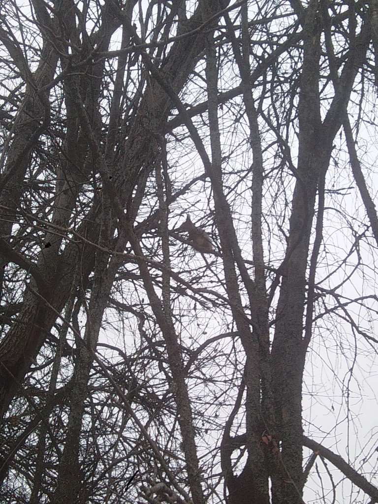 белка на даче в  ветвях дерева